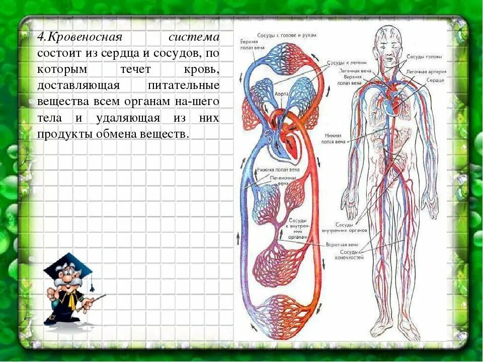 Она состоит из связанных