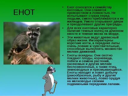 Описание енота
