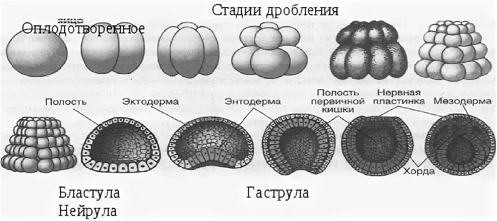 При делении жизненного цикла овощных растений онтогенез