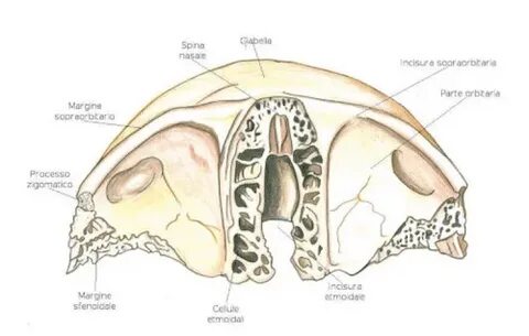 Incisura mastoidea