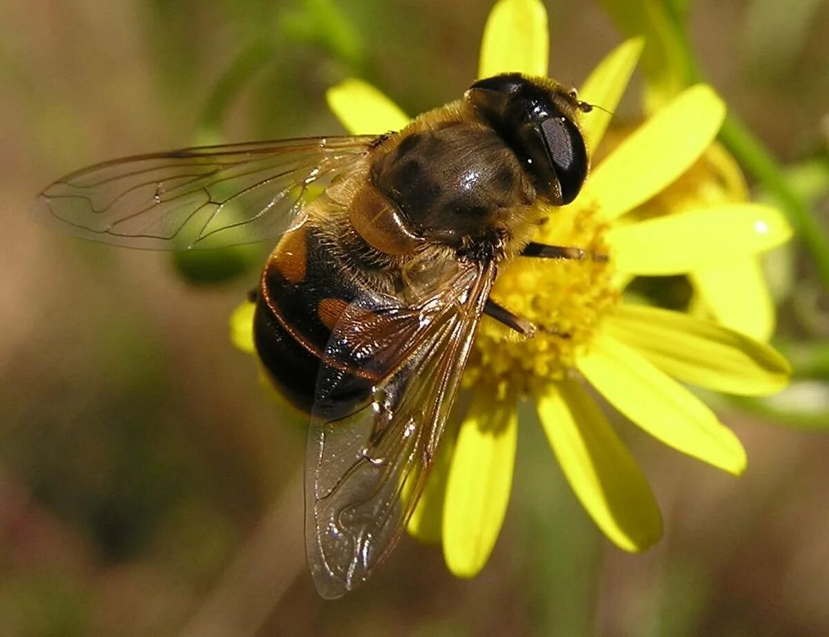 Насекомые похожие на пчел. Муха журчалка пчеловидка. Eristalis Tenax. Журчалка Ильница. Муха Ильница.