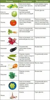 Огурец после моркови
