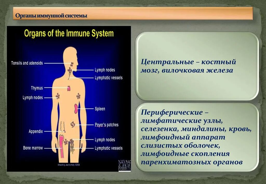 Органы иммунной реакции. Органы иммунной системы. Центральные органы иммунной системы. Органы иммунной системы латинский. Иммунная система на латыни.