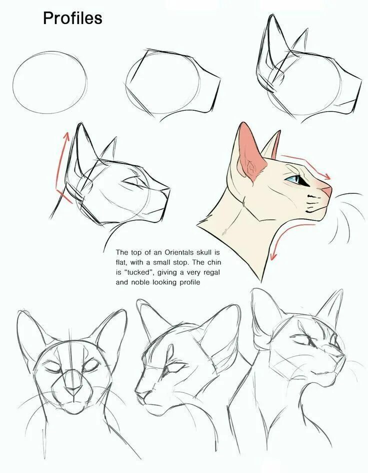 Cats tutorials
