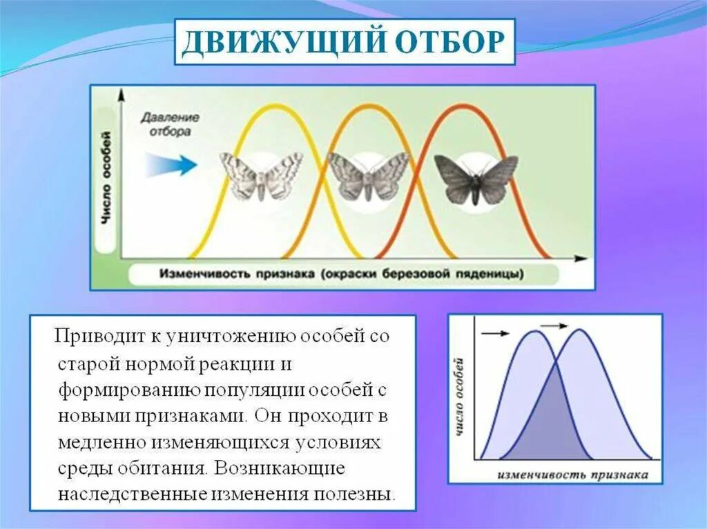 Материал для естественного отбора какая изменчивость. Естественный отбор стабилизирующий движущий дизруптивный. схема стабилизирующего естественного отбора. движущий стабилизирующий дизруптивный отбор таблица. движущий отбор стабилизирующий отбор дизруптивный отбор.