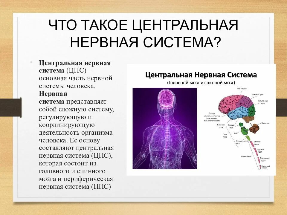 Основные причины нарушения нервной системы. Центральная нервная система. Заболевания нервной системы человека. Нарушение функций ЦНС. Заболевания центральной и периферической нервной системы.