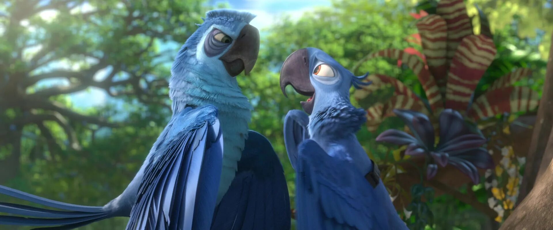 Рио 2. Рио2 Альберто. Rio 2 (2014). Рио 2 Фелипе.