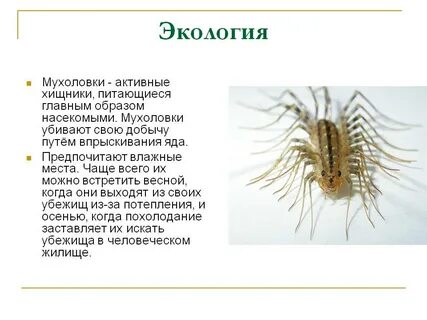 Опасна ли мухоловка для человека