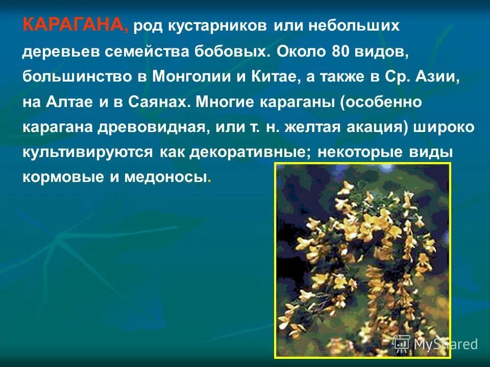 роды в кустах. роды в кустах. женщина в кустах. роды в кустах. роды в кустах.