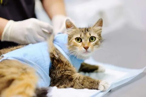 Уход за кошкой после операции