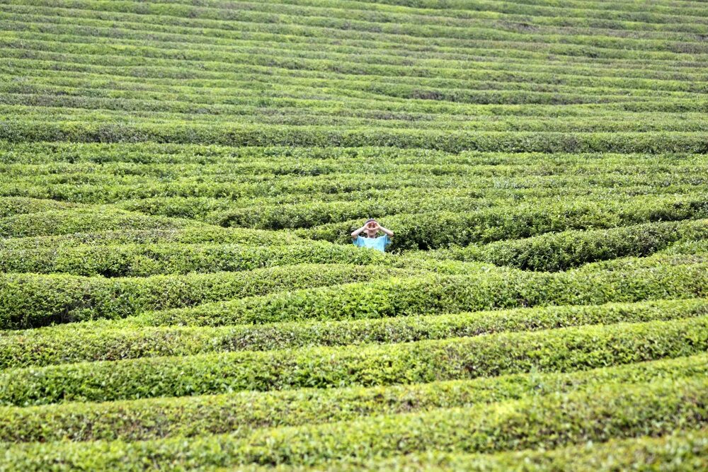 Покажи видео как выращивают. Чжэцзян чайные плантации. Китай чайные плантации Фуцзянь. Корейский зелёный чай Джунджак плантации. Выращивание чая на плантациях.