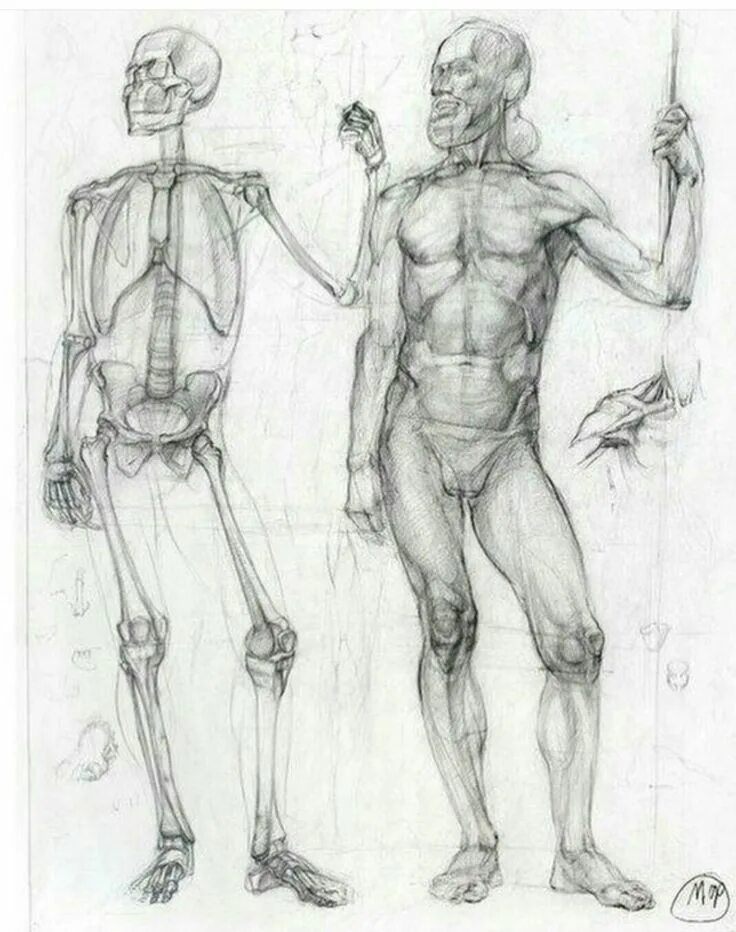 Фигура человека анатомия. Контрапост Микеланджело. Пластическая анатомия скелет контрапост. Контрапост Академический рисунок. Готфрид Баммес.