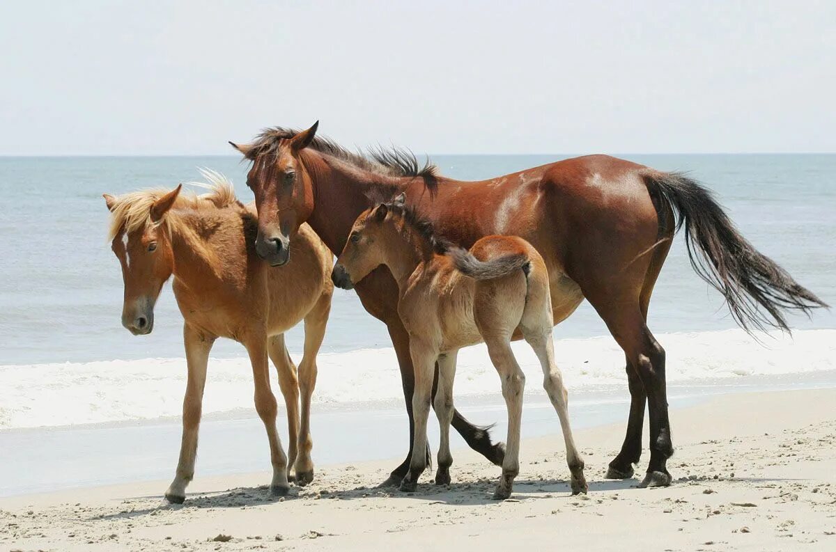 Horse family. Семья лошадей. Лошадь с жеребенком. Кобыла с двумя жеребятами. Лошадь и два жеребенка.