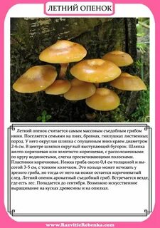 Грибы родного края