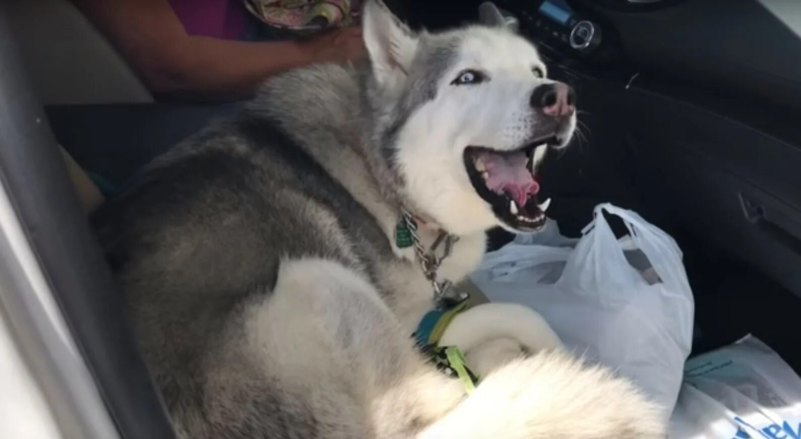 Самолет хаски. Хаски поводырь. Зоотакси. Зоотакси для собак. Перевезти хаски.