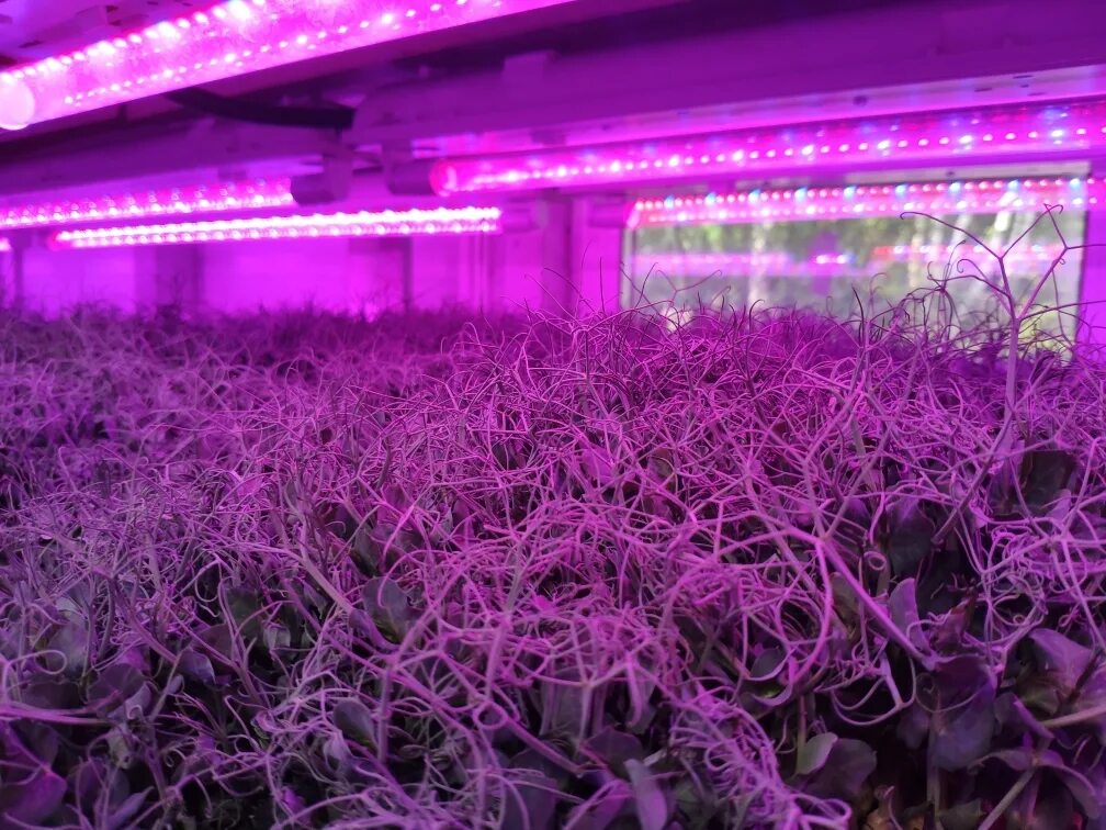 Фитолампа grow light 40 вт. Лампы для растений светодиодные полный спектр. Фитолампа для растений светодиодная полный спектр. Светодиодная лампа для растений aliexpress led grow light. Лампа фито led uniel 15w е27 для цветущих растений.