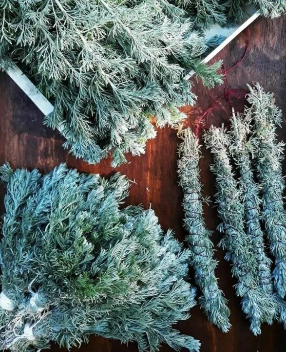Полынь горькая (artemisia absinthium). Полынь армянская. Синяя полынь. Полынь синяя. Синяя полынь.