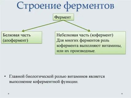 Раскройте роль ферментов