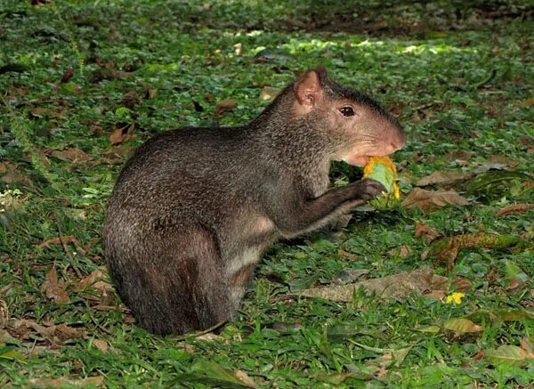 Цепкохвостая хутия куба. Агути. Агути заяц. Грызун 5 букв. Золотистый байбак.