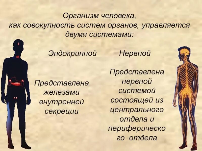 Тело управляет человеком. Организм человека. Системы организма человека. Системы органов организма человека. Система управления организмом человека.