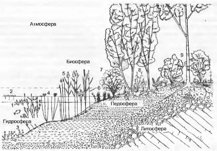Растительное сообщество рисунок. Структура растительного сообщества. Виды растительного сообщества рисунок. Нарисовать растительное сообщество.