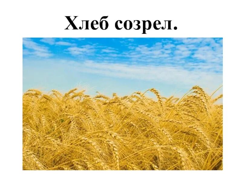 Когда он созреет