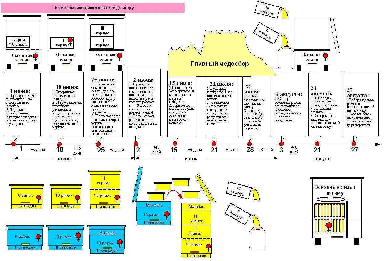 Таблица развития пчел. Метод Цебро в пчеловодстве календарь. Цебро календарь пчеловода. Цебро методы пчеловождения. План-календарь пчеловода.