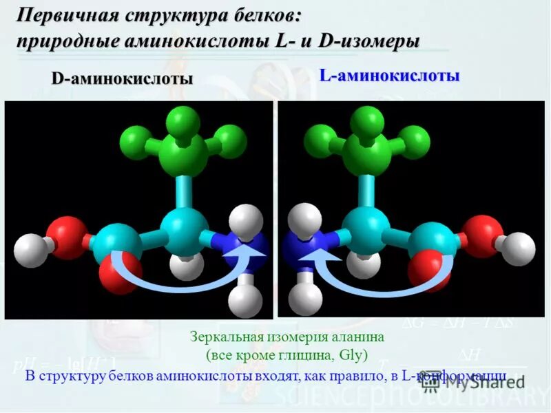 В состав природных белков входят. Л конфигурация аминокислот. L И D аминокислоты. L И D изомеры аминокислот.