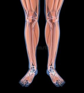 Human leg