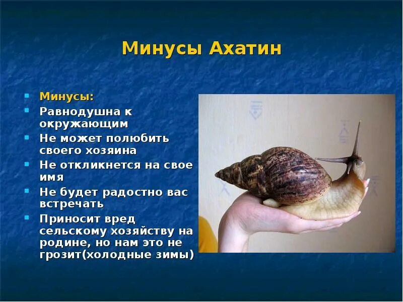 Впадают ли ахатины в спячку. Улитки польза для человека. Информация про улиток. Улитки в аквариуме польза. Улитки польза для человека.