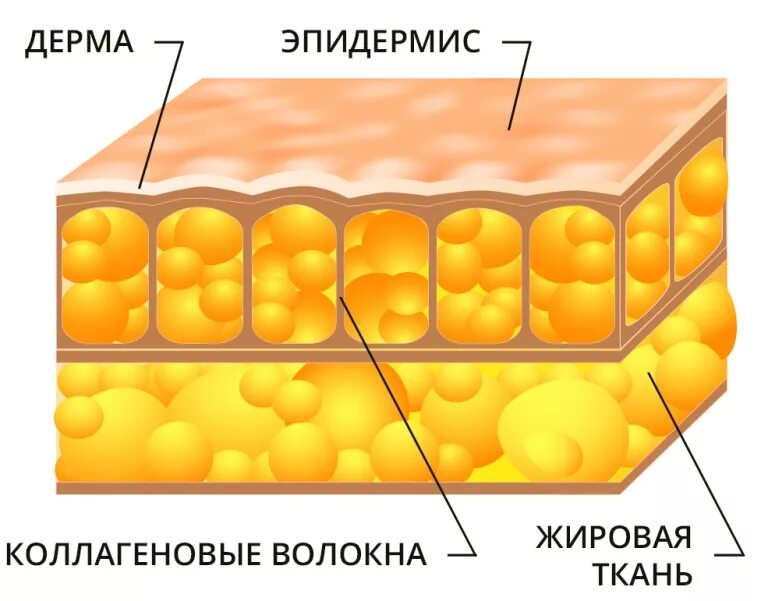 Липоциты. Адипоциты жировой ткани. Строение клетки жировой ткани. Жировая ткань строение. Строение жировой клетки, жировой ткани.