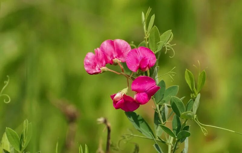 Чина ю. Чина (Lathyrus). Сорняк чина клубненосная. Чина клубненосная Lathyrus tuberosus. Чина Лесная и чина Луговая.