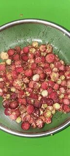 Zтарушня zапоdляк