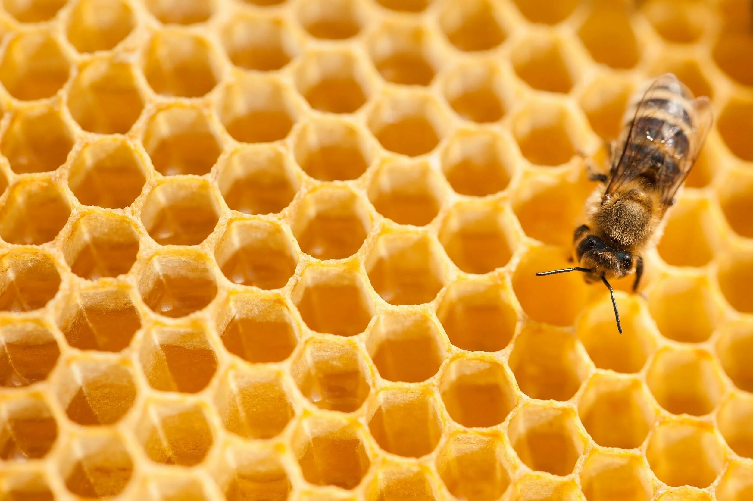 Соты пчелиные. Соты пчелиные медовые. Фон соты. Мед соты пчелы.