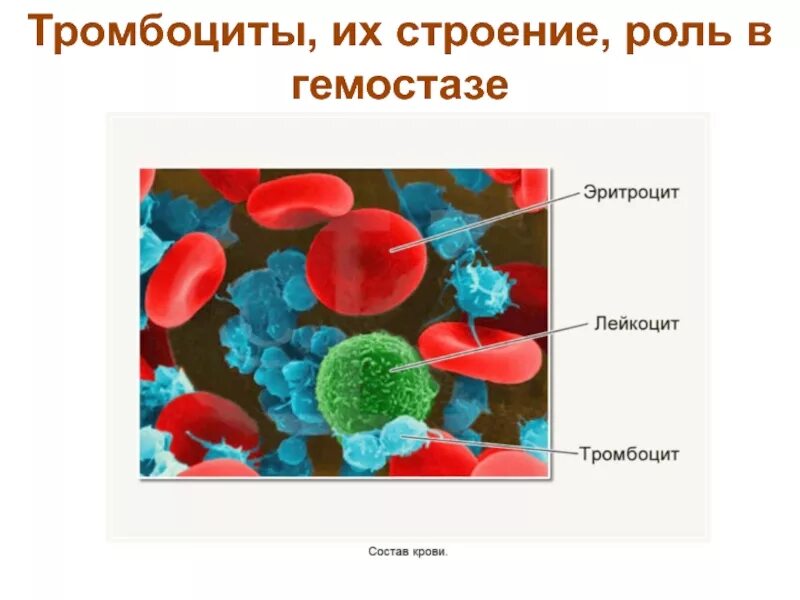 Строение тромбоцитов человека. Тромбоциты кровяные пластинки строение. строение эритроцитов лейкоцитов и тромбоцитов. эритроциты лейкоциты тромбоциты. тромбоциты кровяные пластинки.