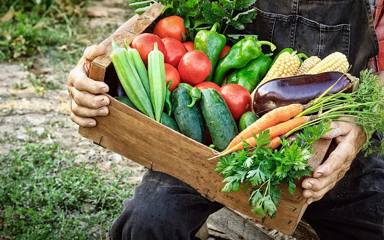 Farmer vegetables