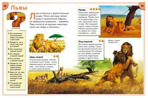 Лев знает