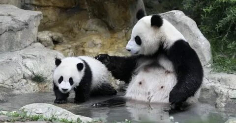 States panda