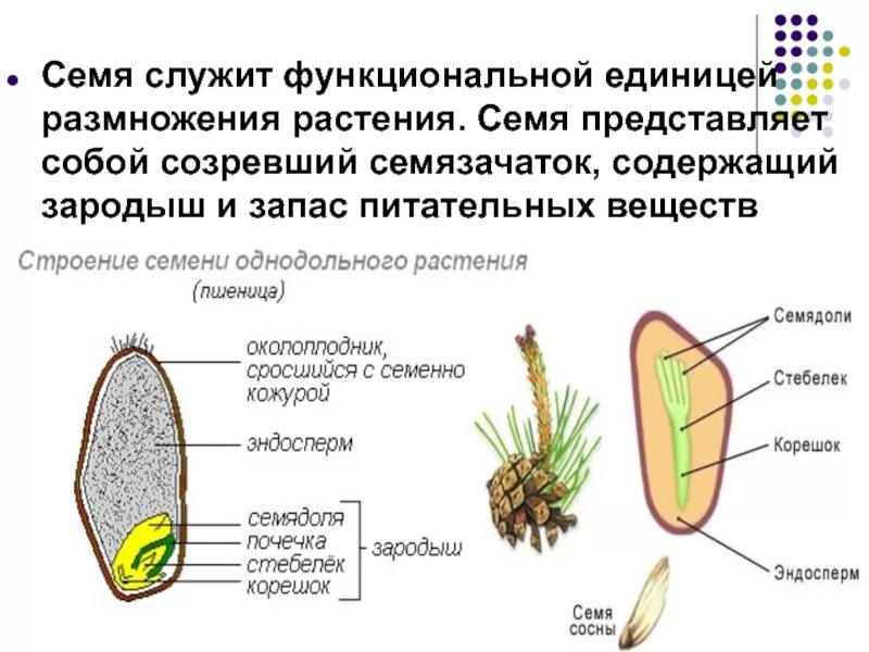 Покрытосеменные имеют семена. Строение семени покрытосеменных растений. Строение семени голосеменных растений. Строение семени запас питательных веществ. Строение семени сосны.