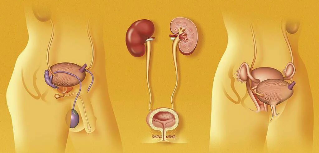 Расположение мочевого пузыря у женщин и мужчин. Мочевой пузырь у мужчины и женщины. Мочевой пузырь у женщин. Мочевой у мужчины расположение