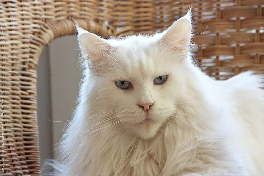 Мейн кун белый. Мейн кун альбинос. Белая кошка Мейн кун. Мейн кун белый альбинос. Белый мейкун