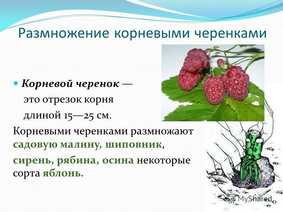 Корневыми черенками размножают