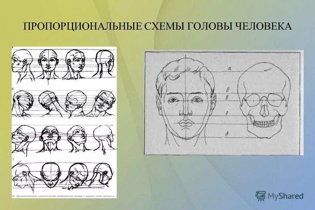 У взрослого человека голова занимает. Пропорции изображения головы человека. Пропорции головы человека для рисования. Схема построения головы. Конструкция головы в пространстве.