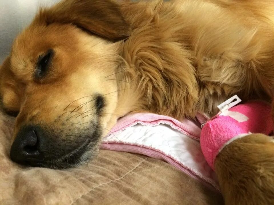 собака ранена сонник