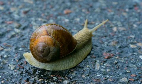 File:Snail Closeup (159179707).jpeg. 