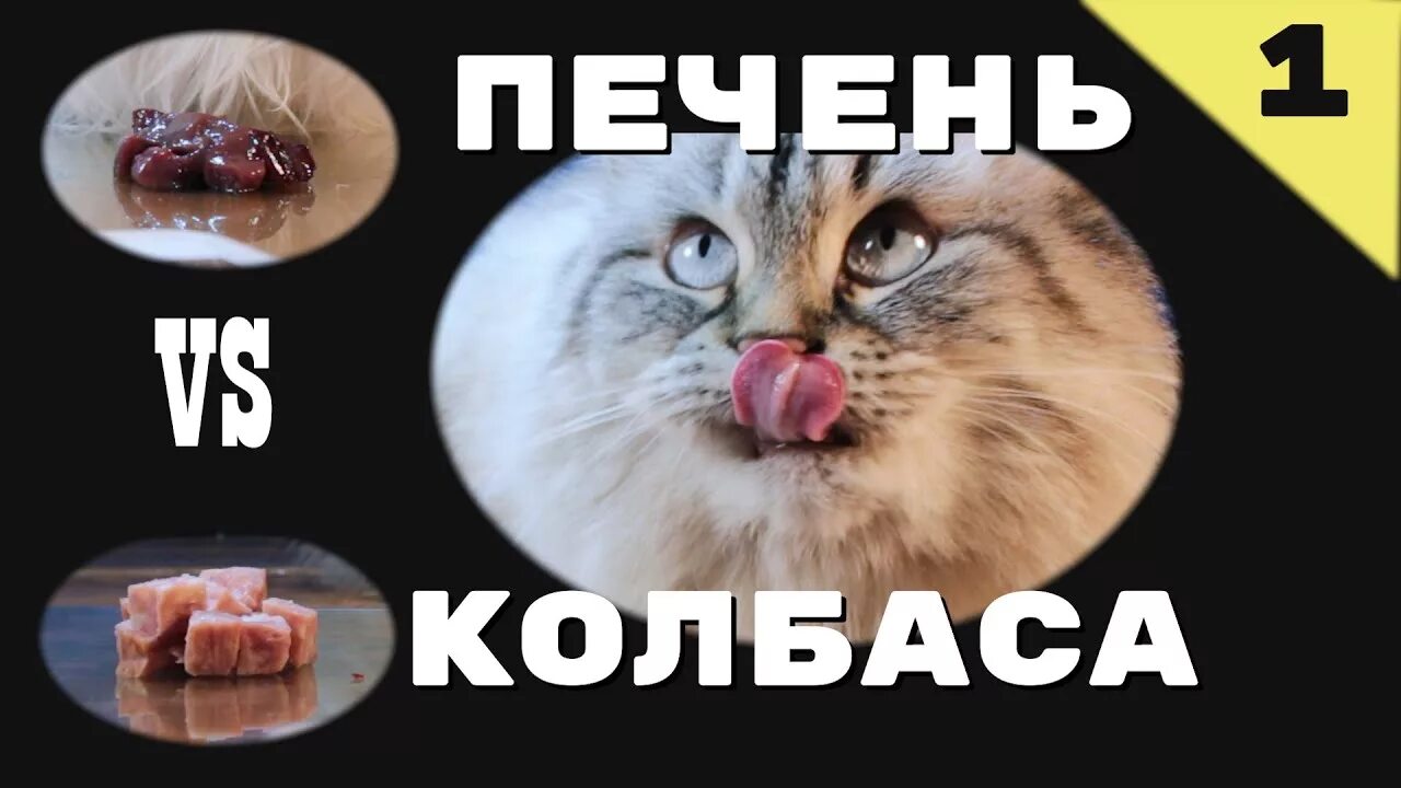 Сырая печень коту