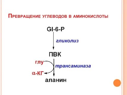 Превращение углеводов в белки