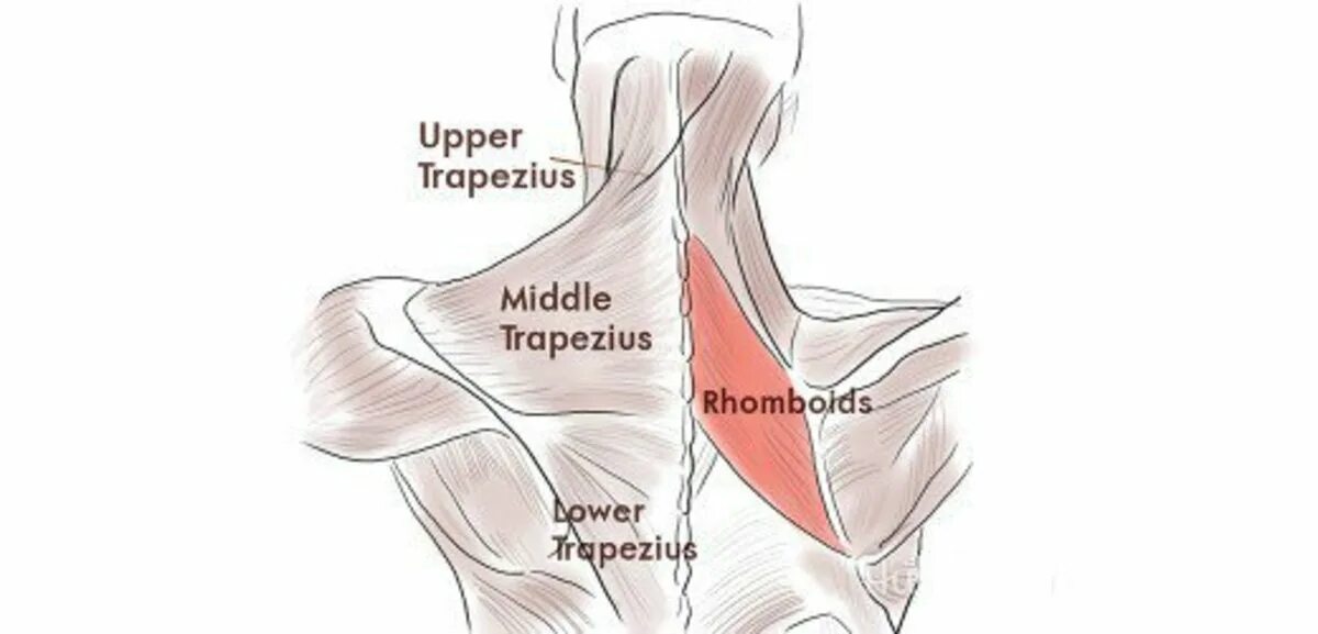 Middle lower Trapezius. Upper Trapezius. Trapezius Art. Upper Trapezius insertion. Back between