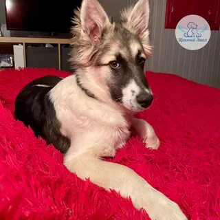 Адрес приюта щенячий ангел