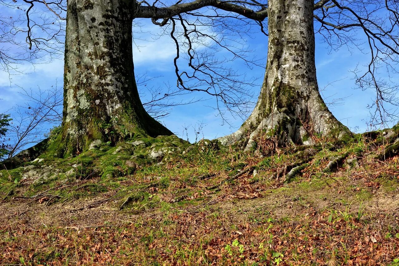 Tree course